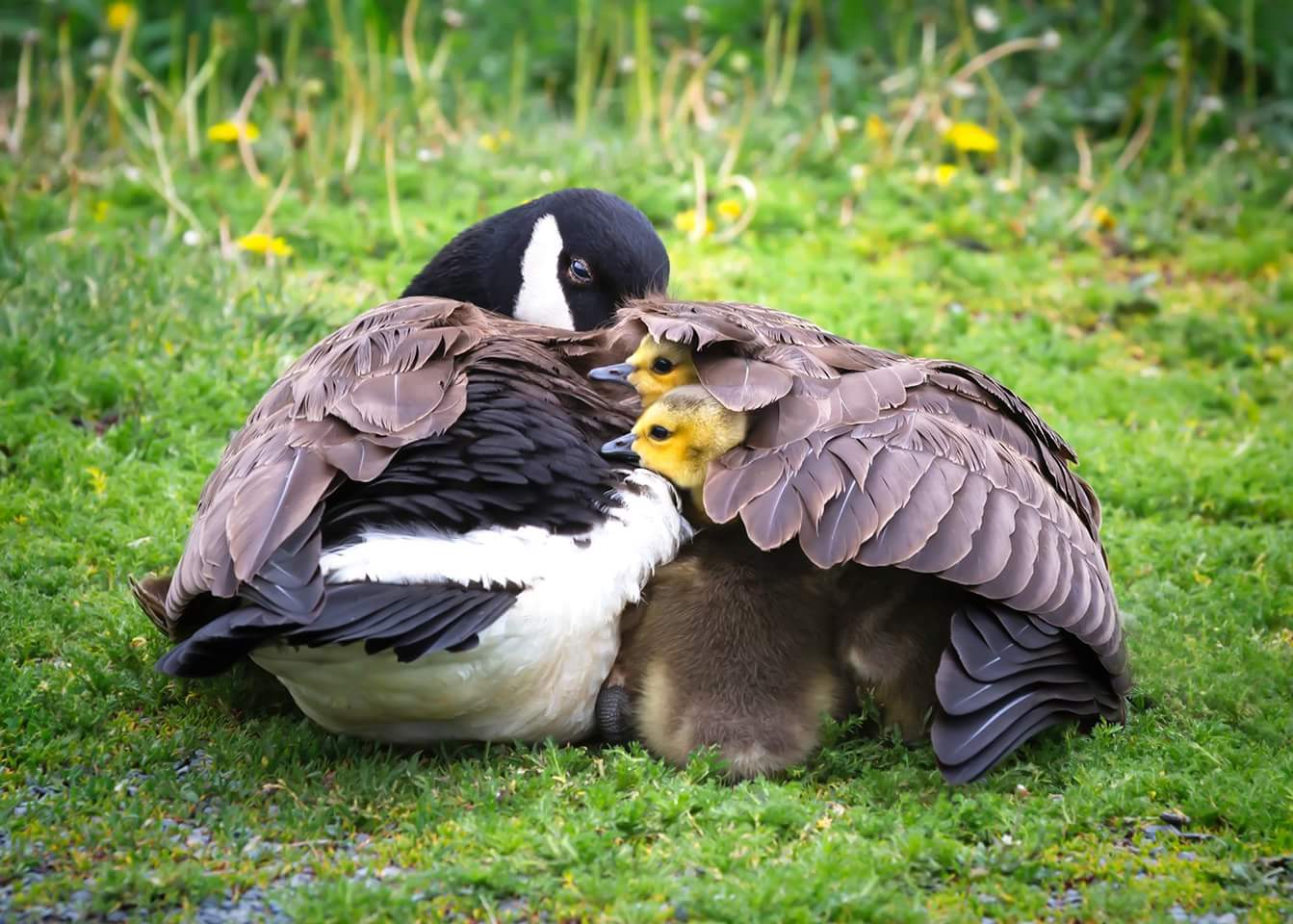 Wings Nova Scotia Bird Society