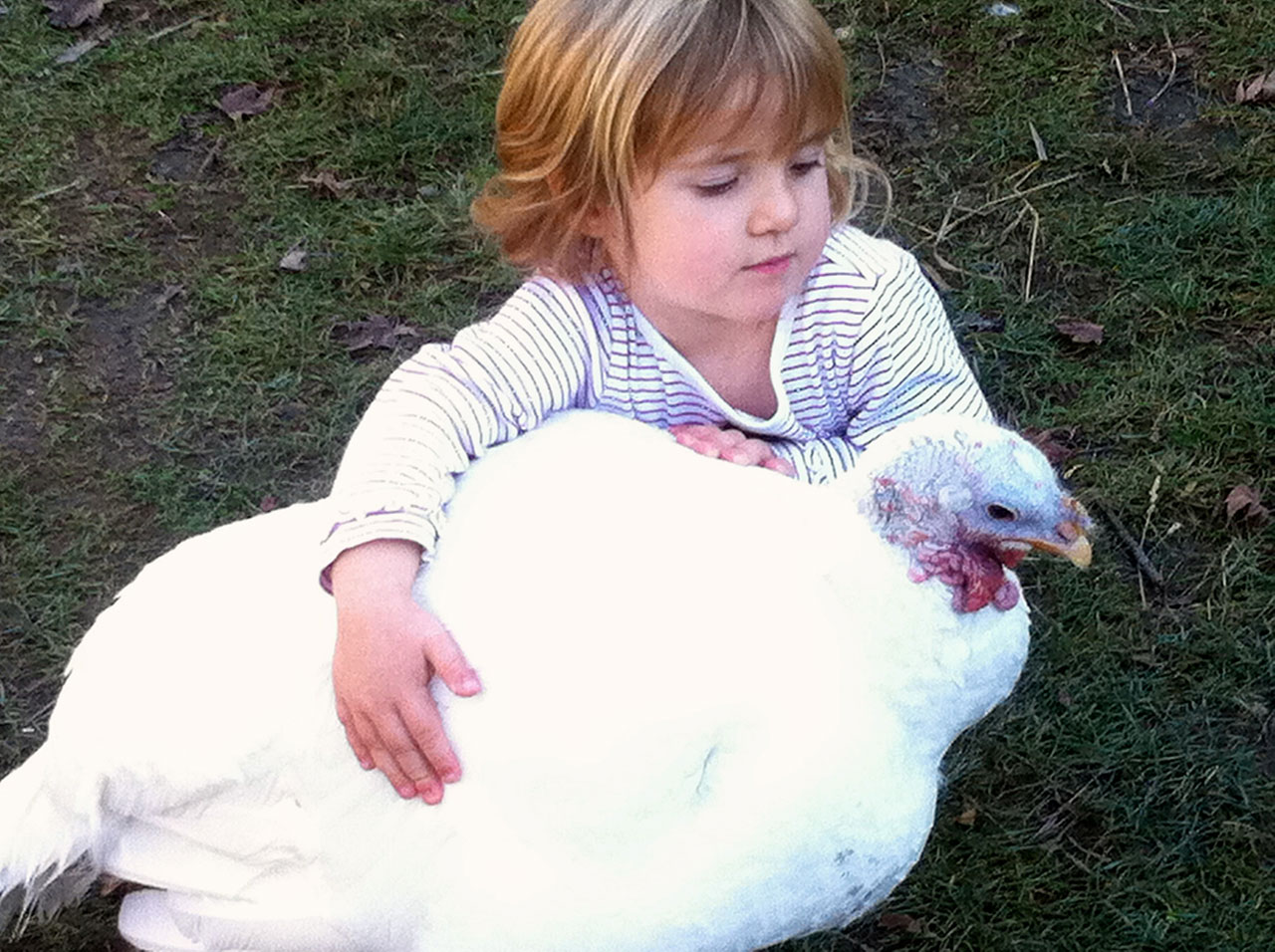 Girl Hugging Turkey at Safe Haven Farm Sanctuary