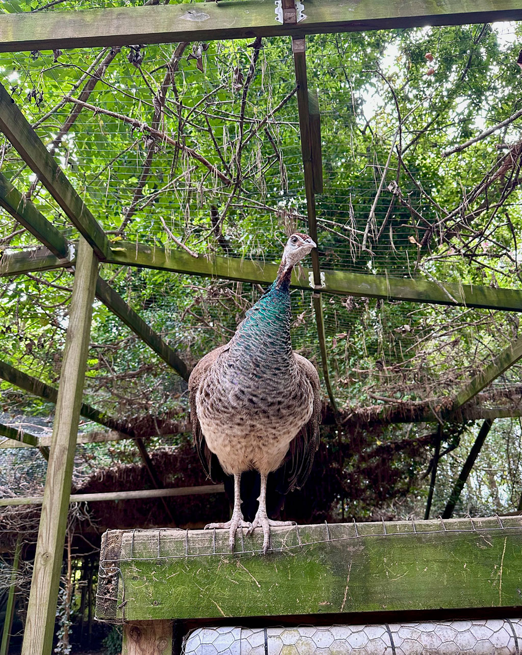 Photo of Suzanne by Franklin Wade, September 9, 2023 at United Poultry Concerns 