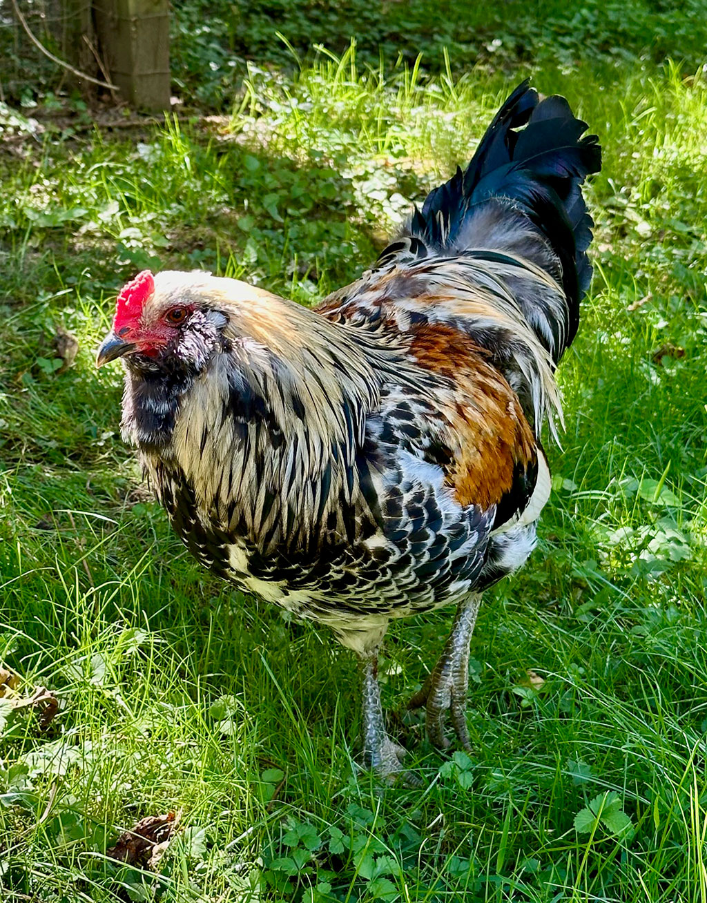 Bubba