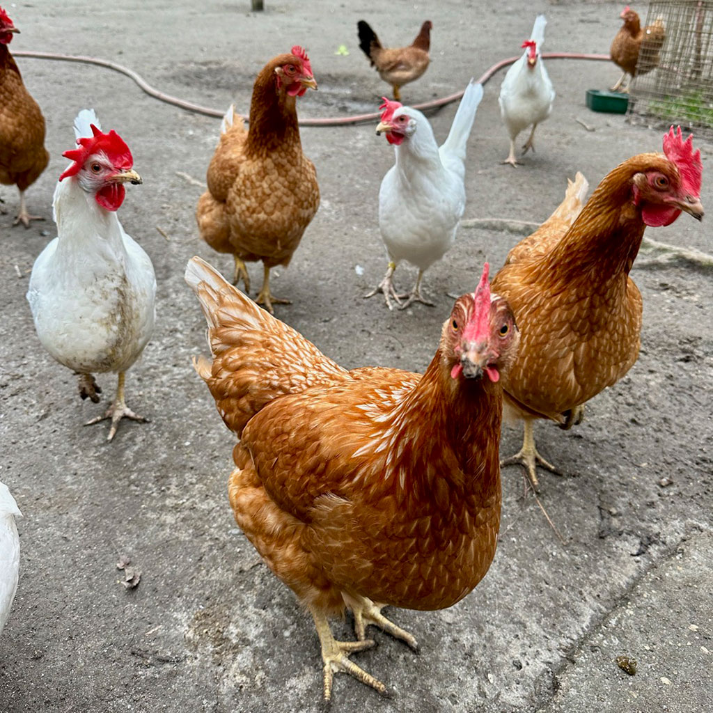 UPC Santuary Birds Awareness