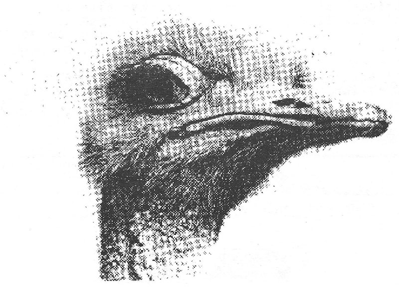 Ostrich
