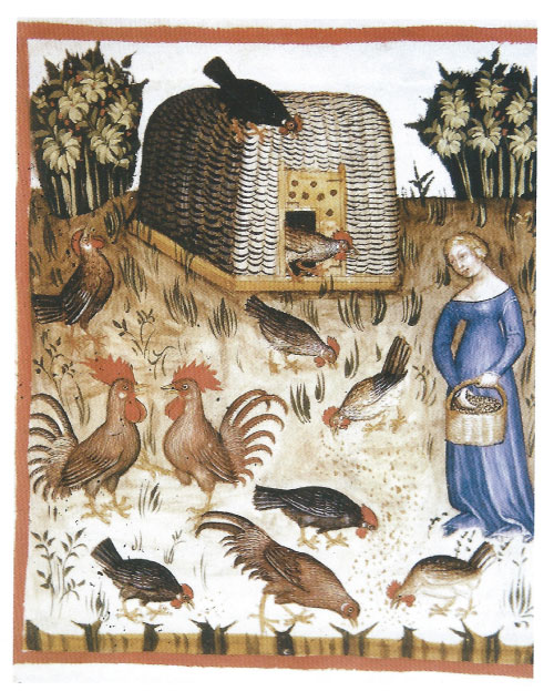 woman feeding hens