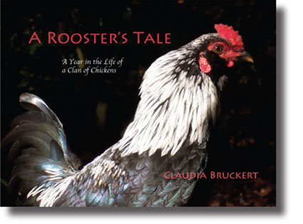 a rooster's tale