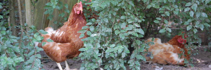 hens in leaves