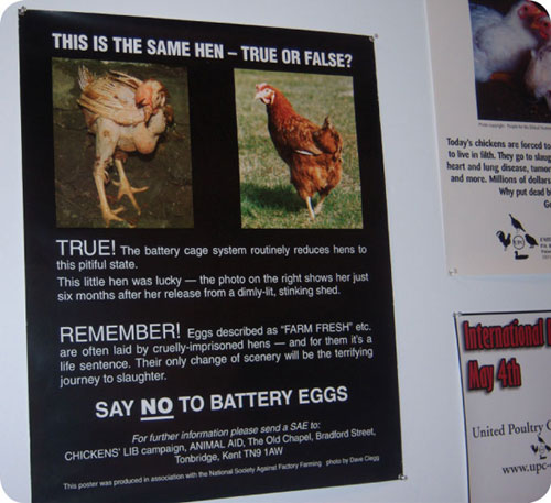 this is the same hen