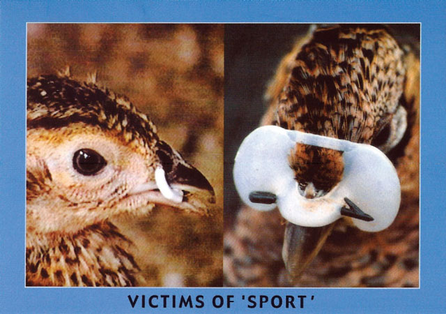 victims of sport
