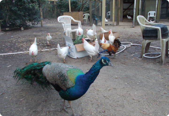 frankincense and chickens relish organic kale