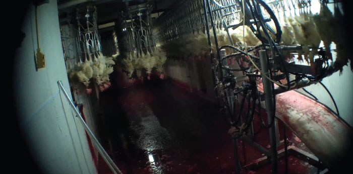 spent hen slaughterhouse