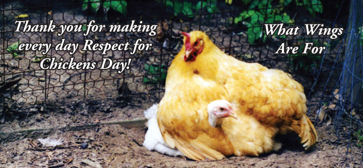 Thank You for making every day Respect for Chickens Day!