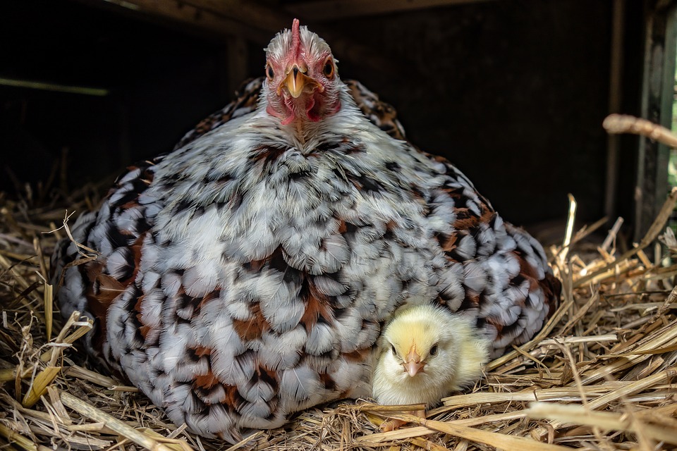 Safe and happy hen and chick . . .