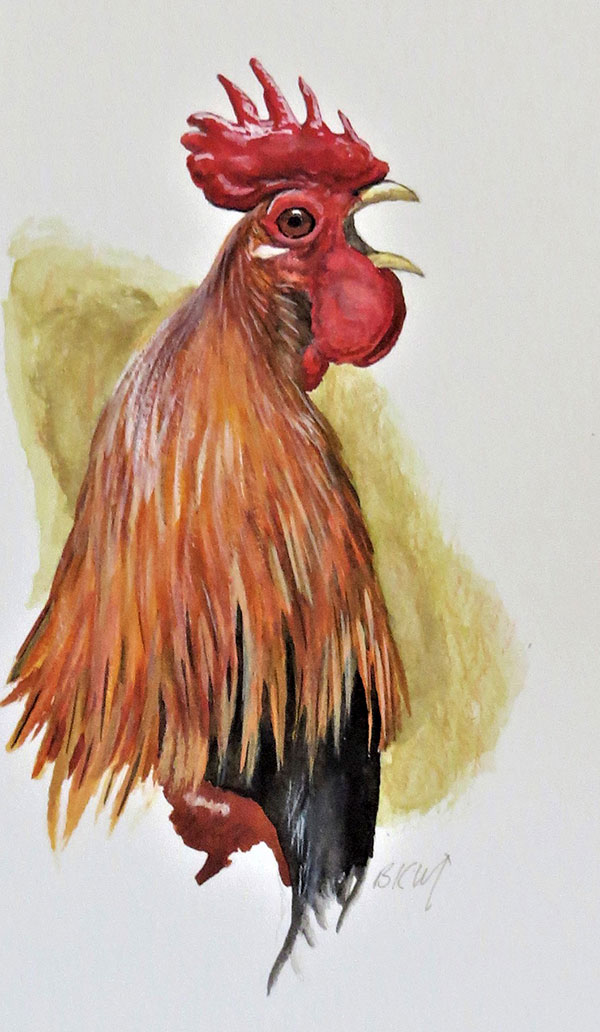 Illustration by Barry Kent MacKay