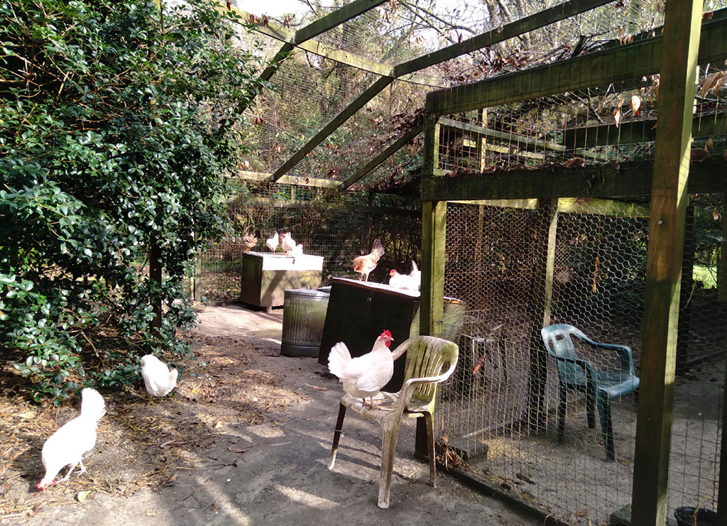 UPC predator-Proof sanctuary chickens love to scratch in the yard