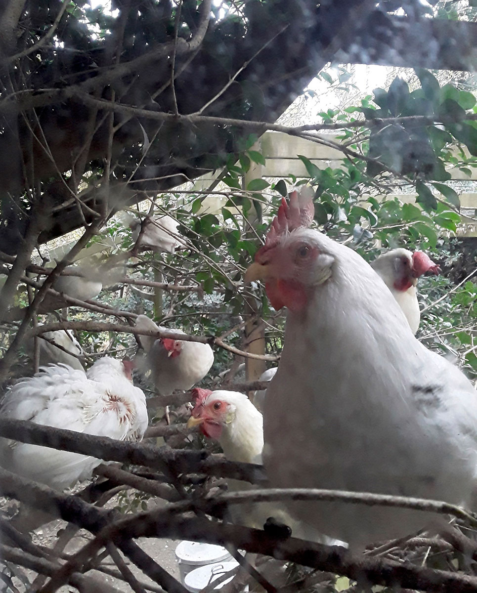 UPC Sanctuary Hens, Dec 2021