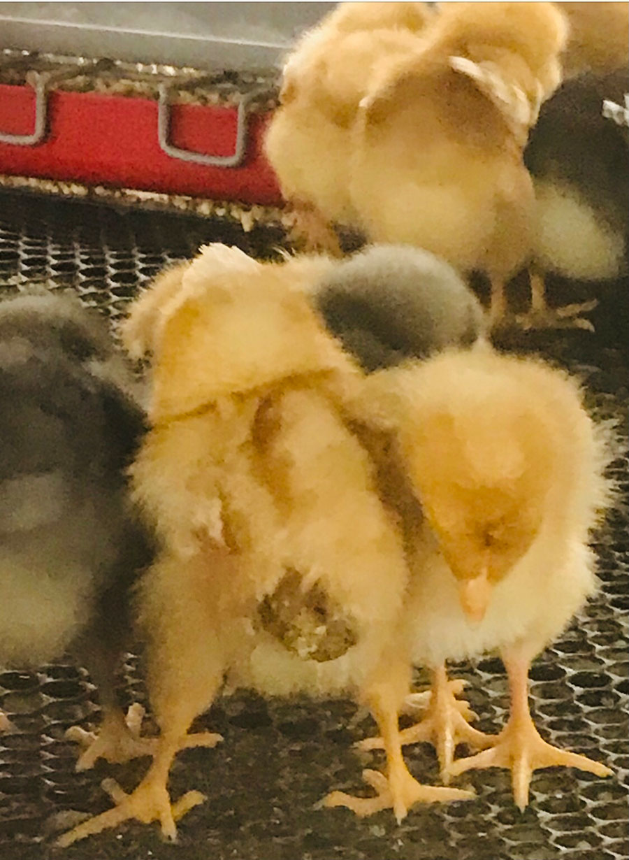 Dangerous, Dreary “Chick Days” Resume at Tractor Supply Stores UPC