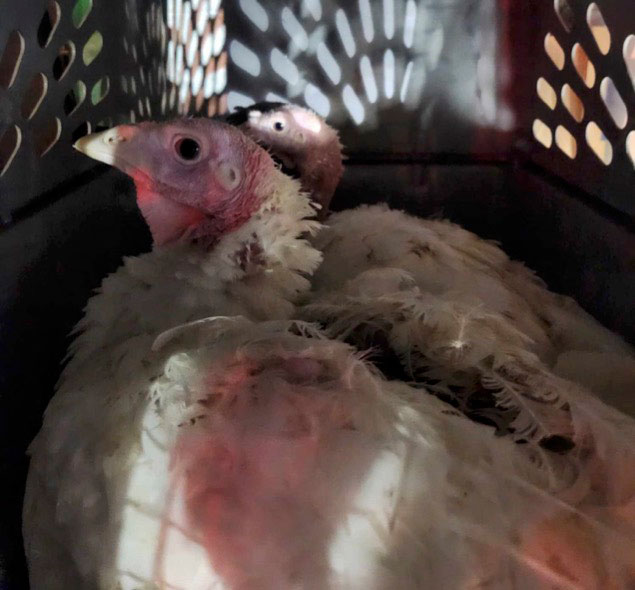 Humane Long Island rescued two sweet female turkeys from a NYC live market and named them Karen and Davie.