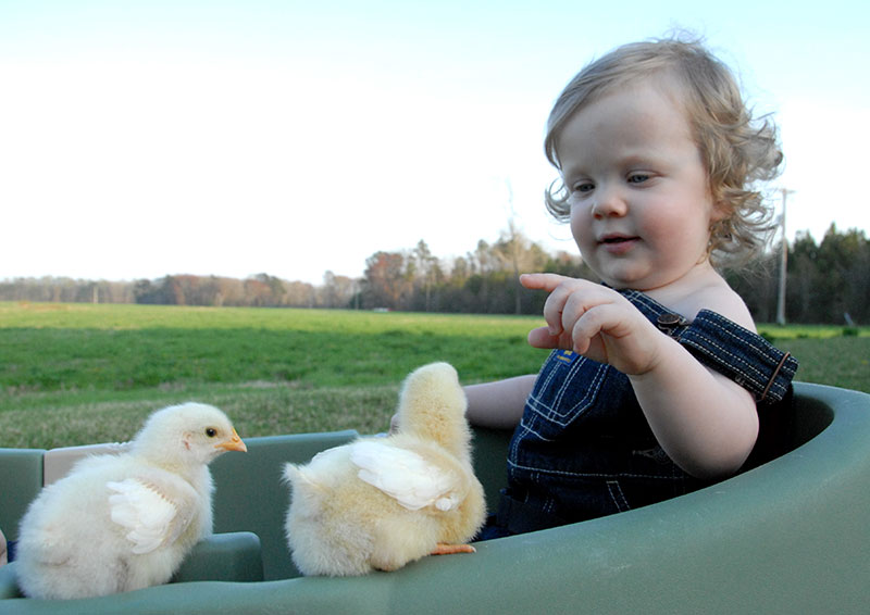 Baby Chicks Wagon