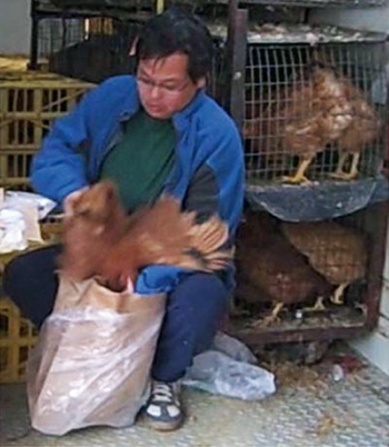 stuffing bird in bag