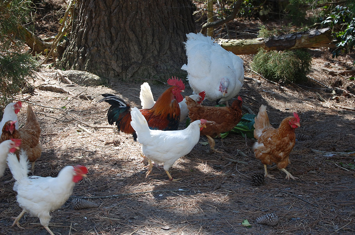 UPC Birds Enjoy Life Together in Their Woodsy World.