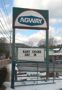 agway chicks crop