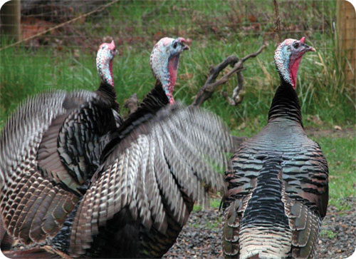 turkey visitors oregon