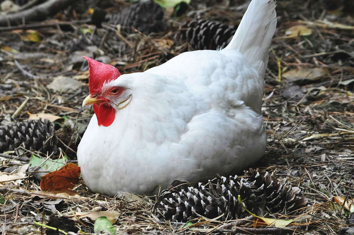 respect what wings are for