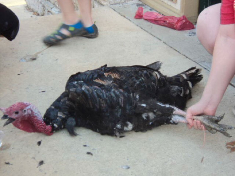 A broken, dying turkey after he was thrown for amusement from an airplane in Yellville..