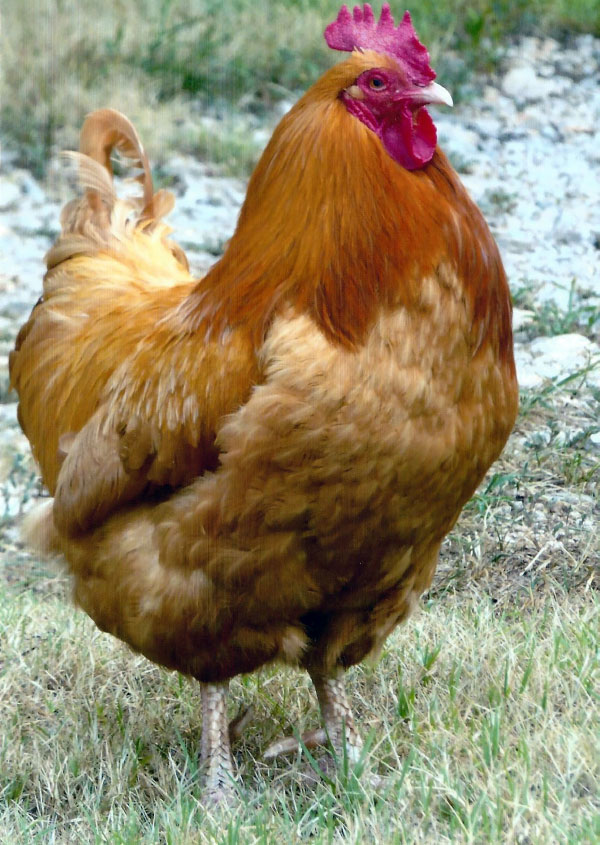 Scout, my sweet rooster, by Barbara Moffit