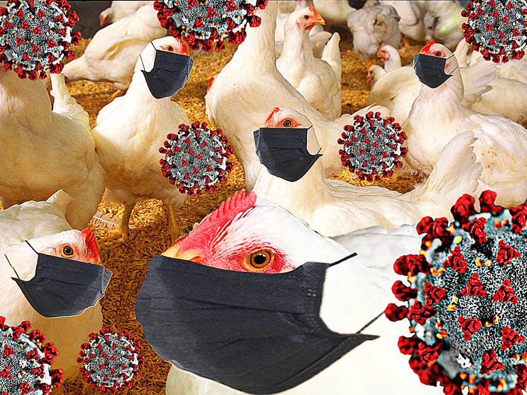 Masked Chickens. Collage by Beth Clifton