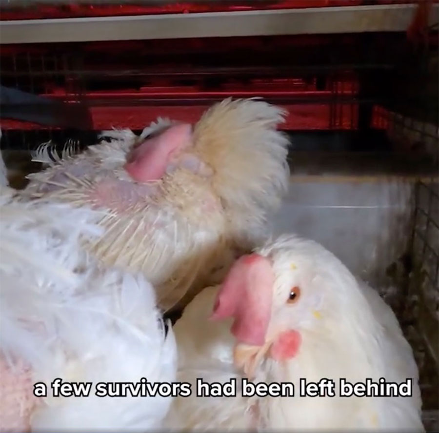 Rembrandt Vsd Depopulation of Caged Hens Iowa Survivors