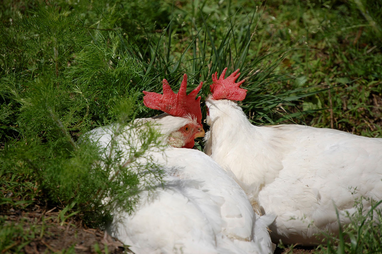 The Social Life of Chickens