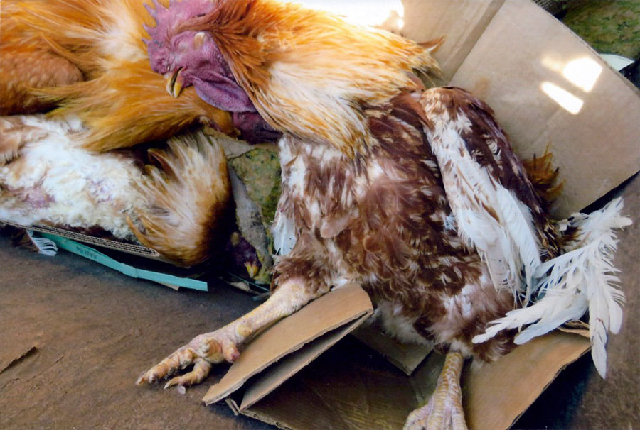 three beautiful roosters who were left to die