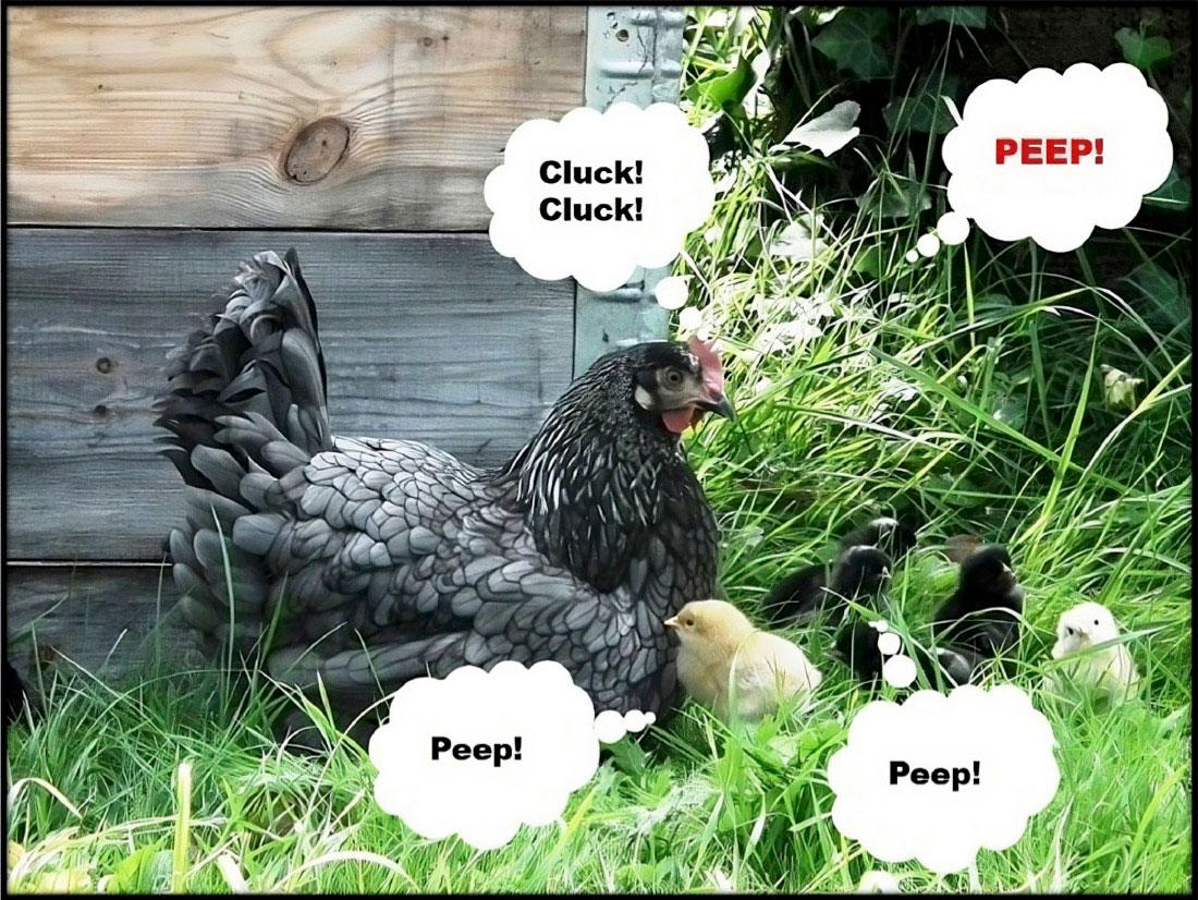 Cluck Cluck Peep
