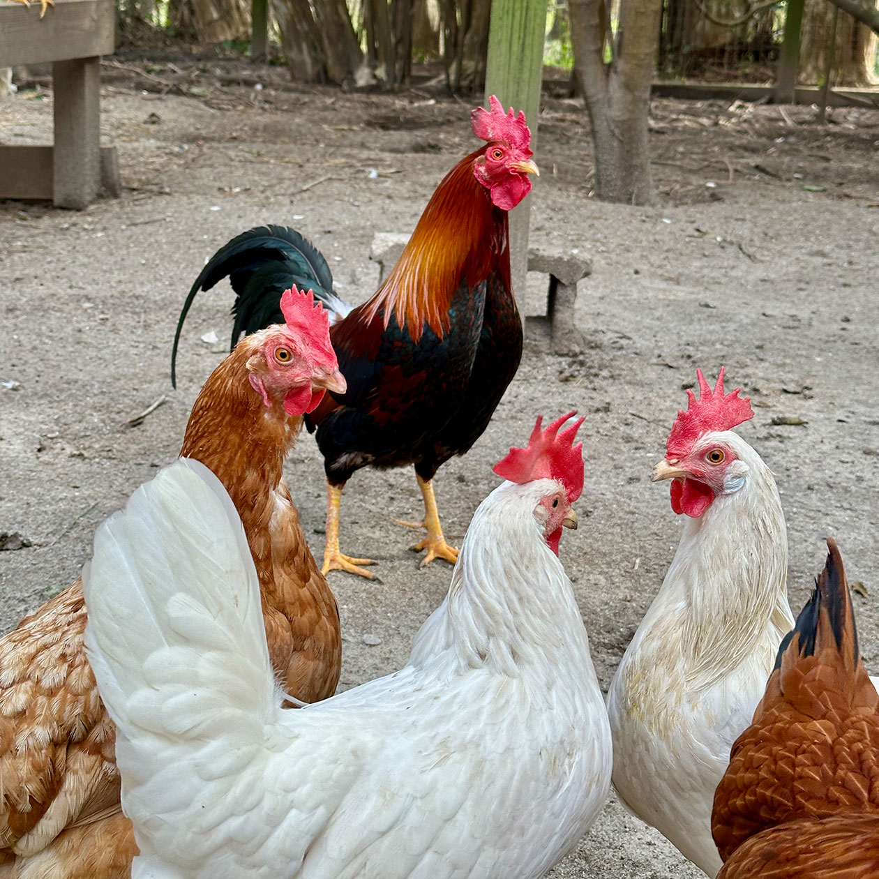 Rowdy the Rooster 3