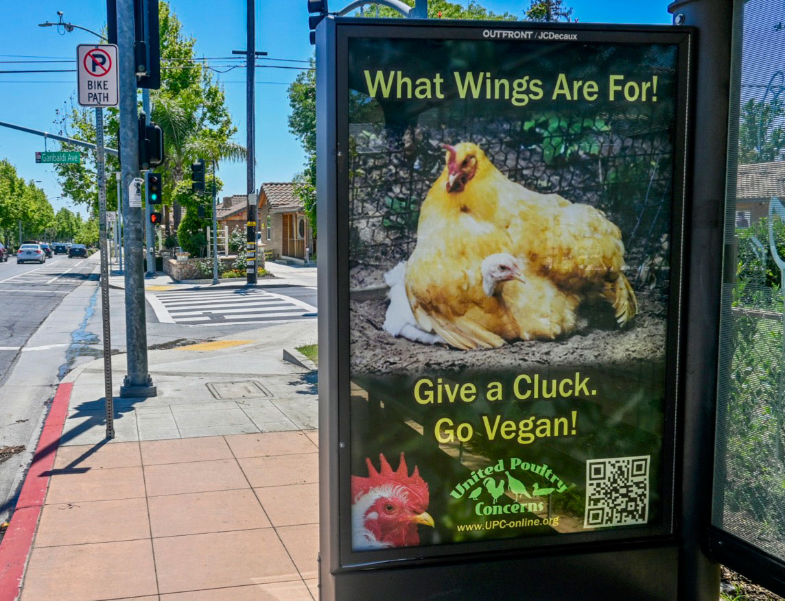 IRCD LA Bus Shelter