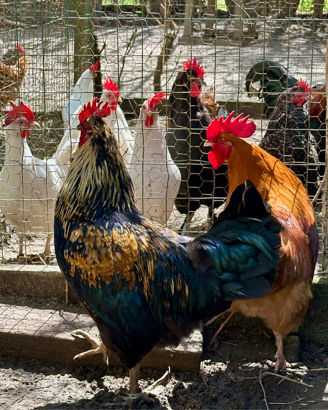 Peepers and Benedict at United Poultry Concerns with their new admirers.