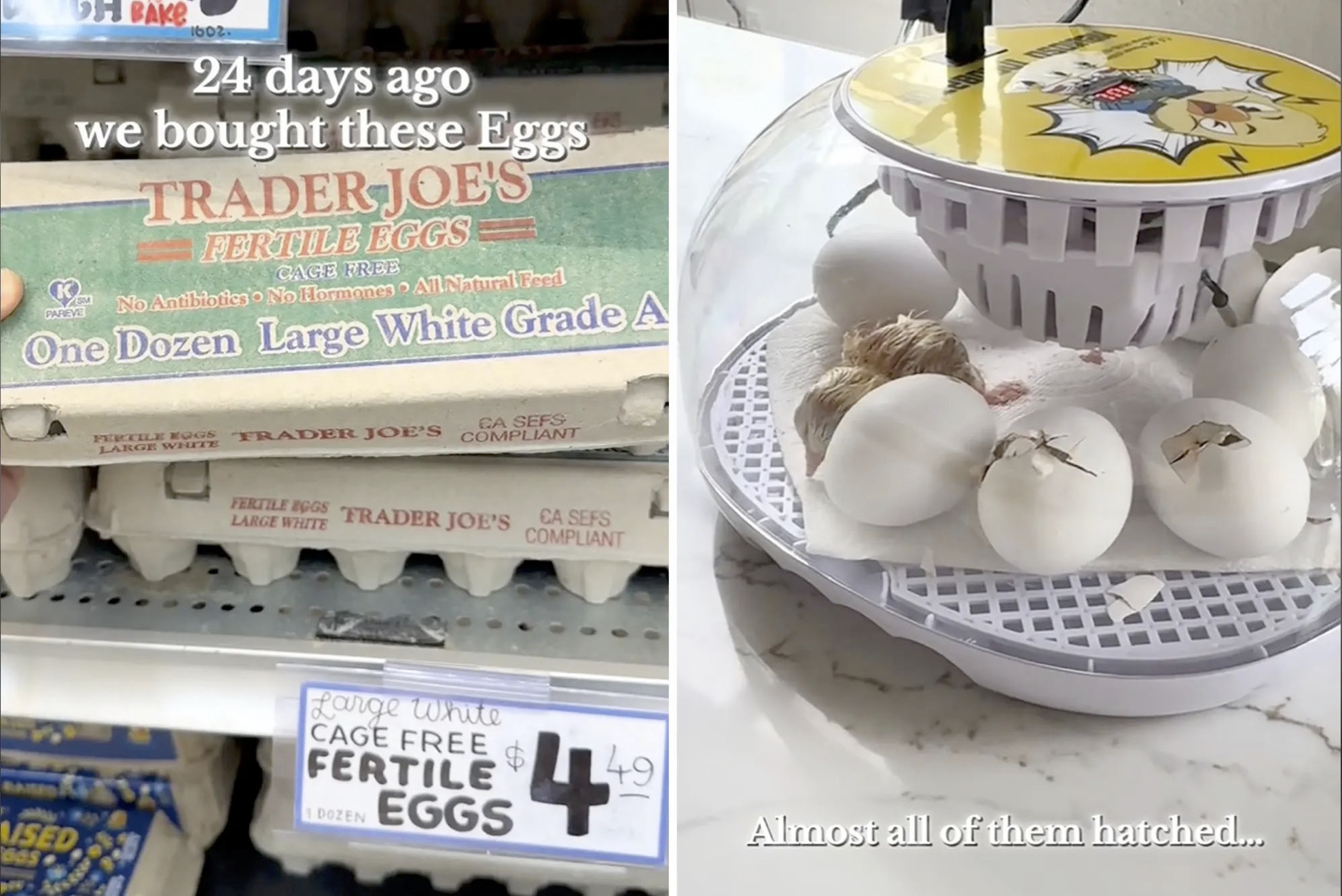 Trader Joe’ Fertilized Chicken Eggs