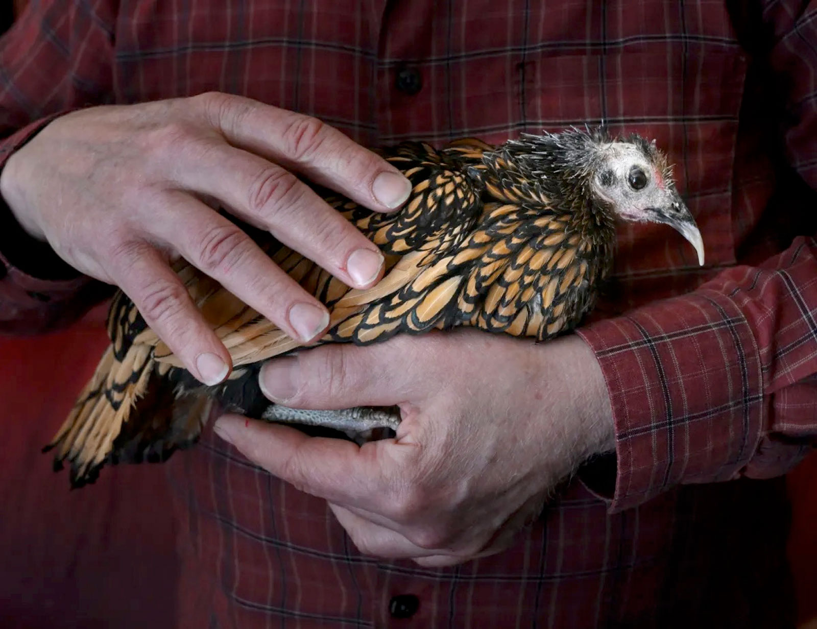 Gertie, a Blind, Jazz-Loving, 15-Year-Old Hen