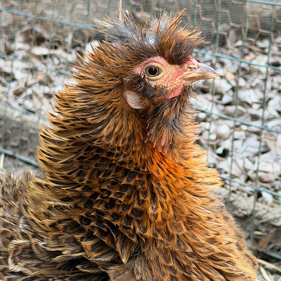 Portraits in Poultry Paradise 1