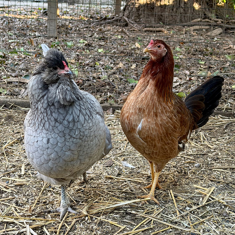 Portraits in Poultry Paradise 2