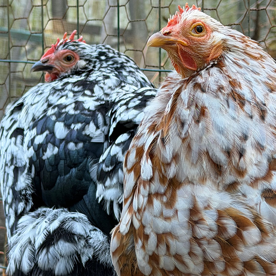 Portraits in Poultry Paradise 5