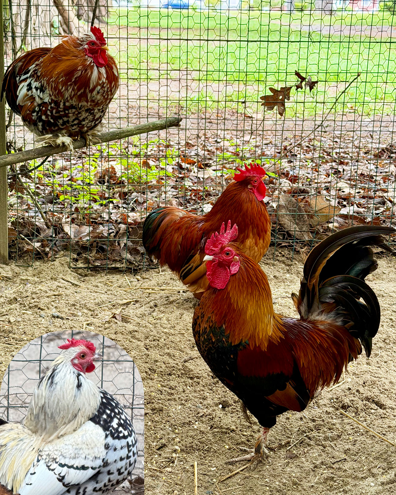 The Rooster Pack at UPC