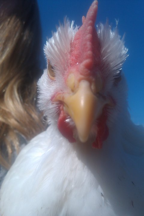 Chicklett’s Portrait