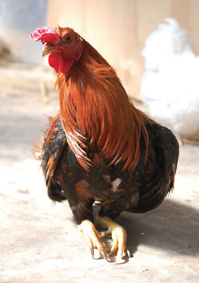 little rooster
