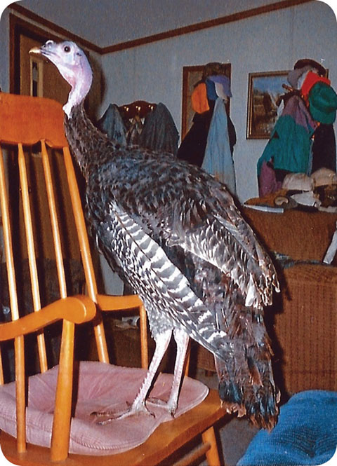 peeper on chair