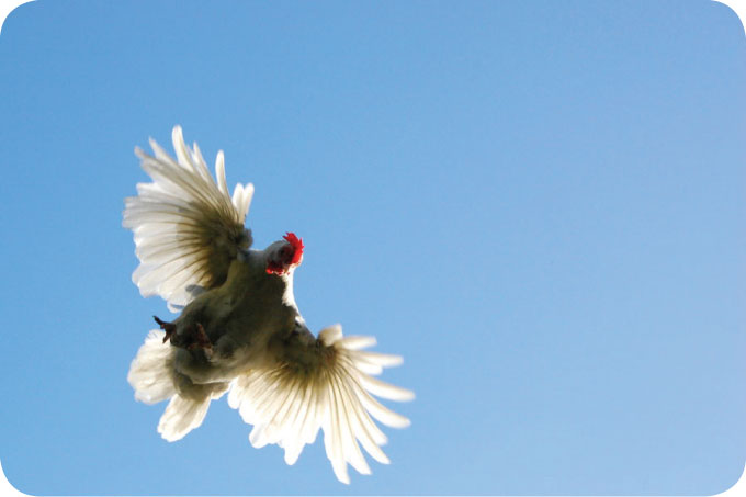 flying chicken