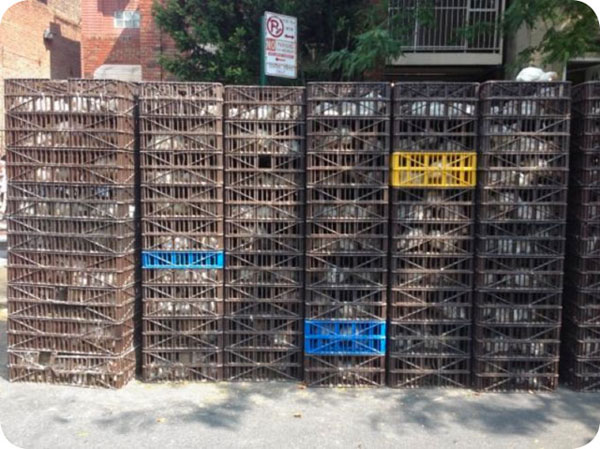 kaporos ny crates