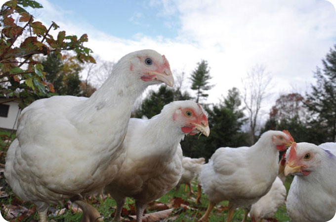 rescued from kaporos