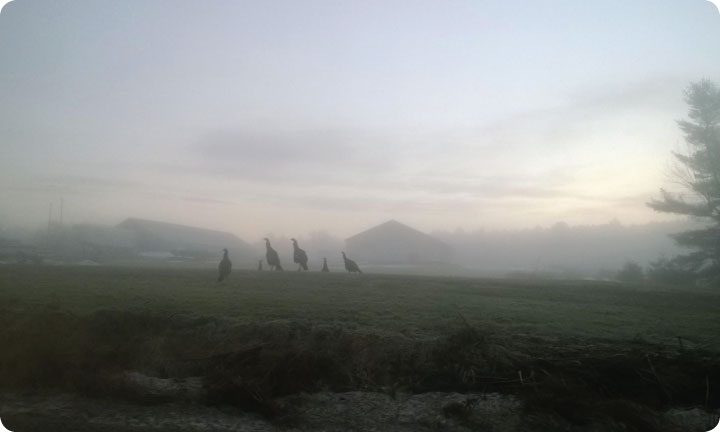 turkeys in the maine in mist