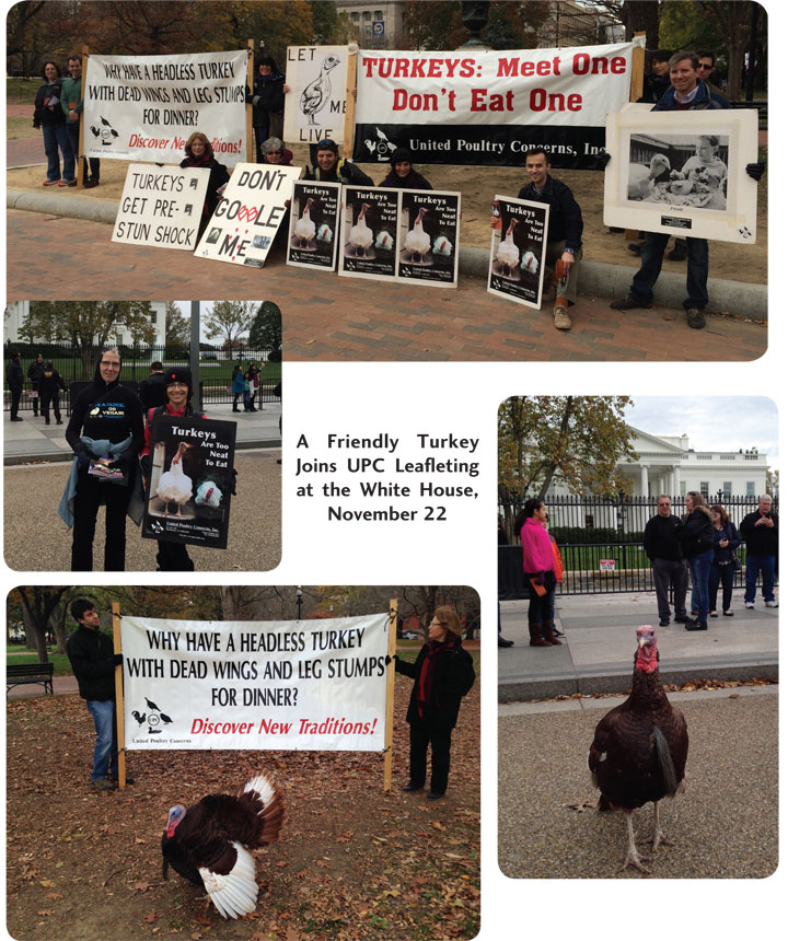 pioneering new traditions 1